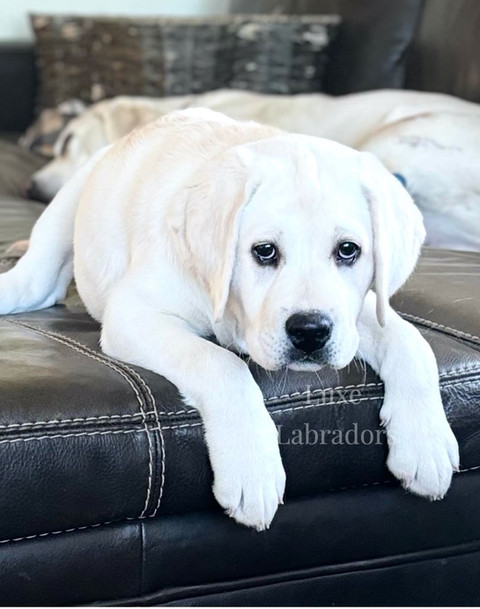 Upcoming Litter